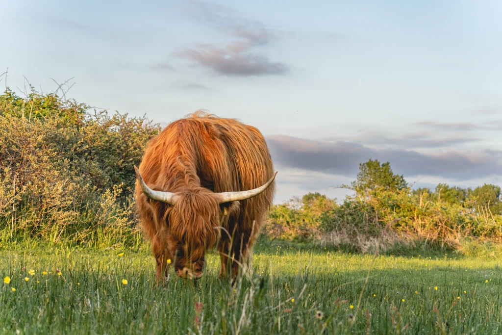 vecteezyhighlander-cows-in-the-dunes-of-wassenaar-the-netherlands10552647.webp