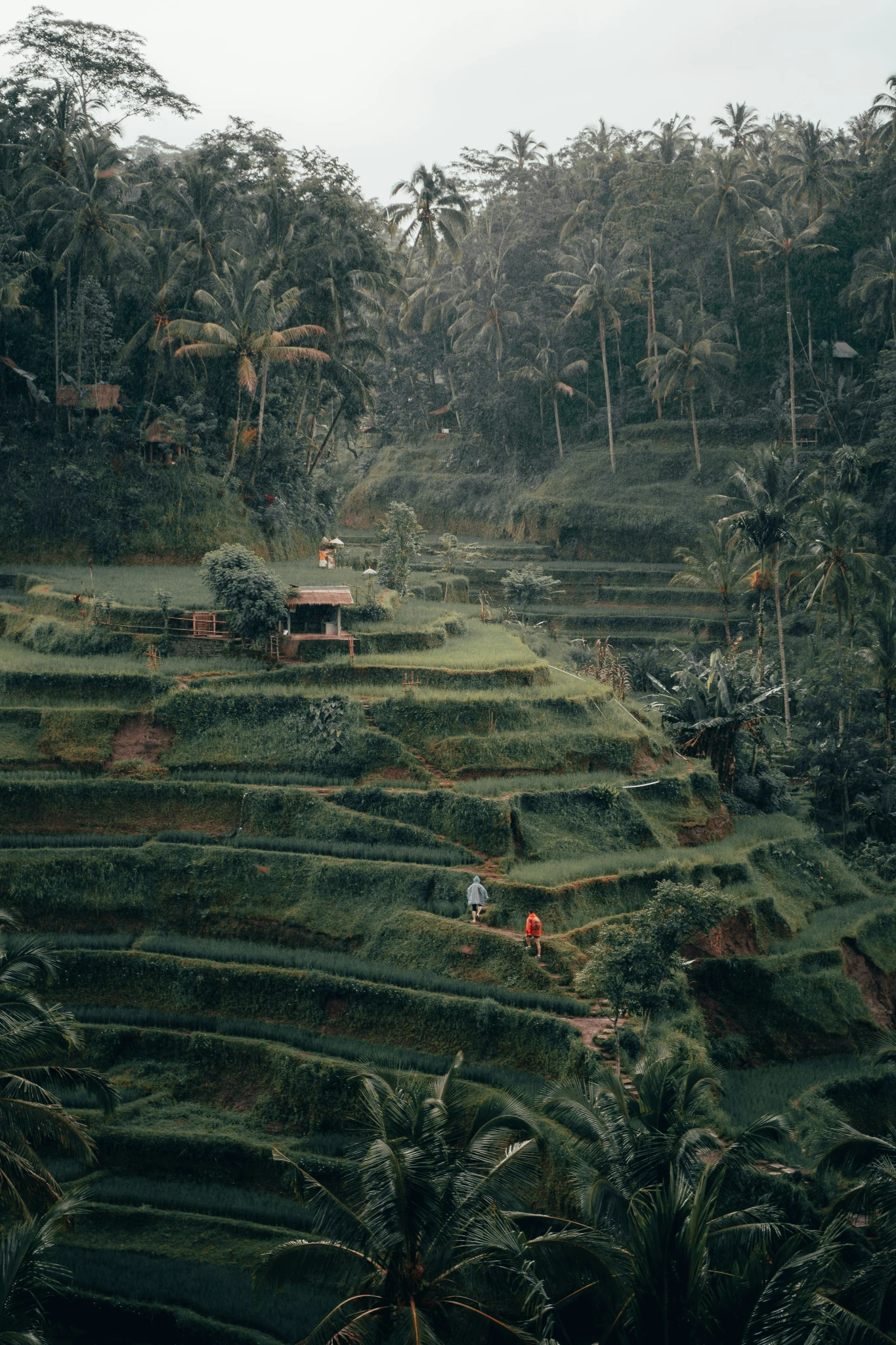 BALI2.webp