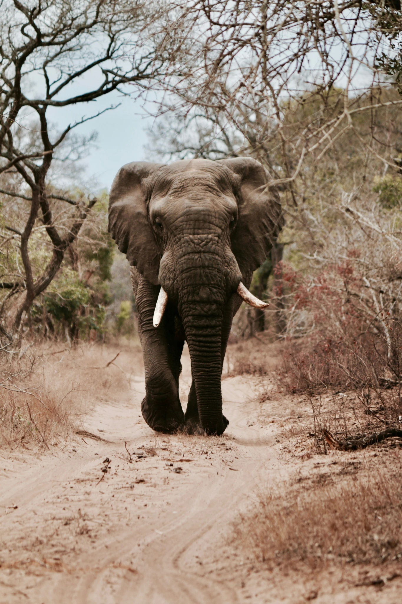 ELEFANTE.webp
