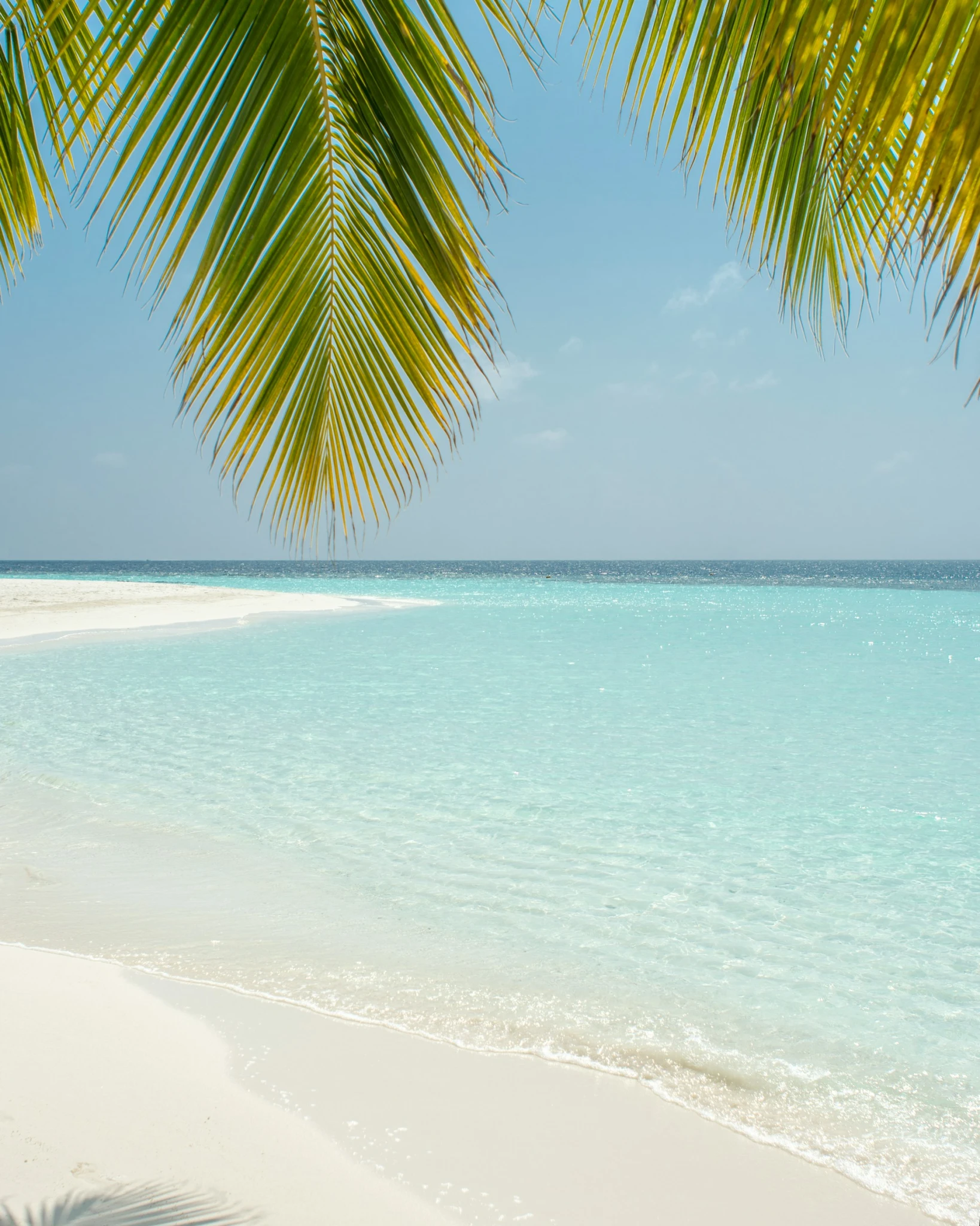 palmeras.webp