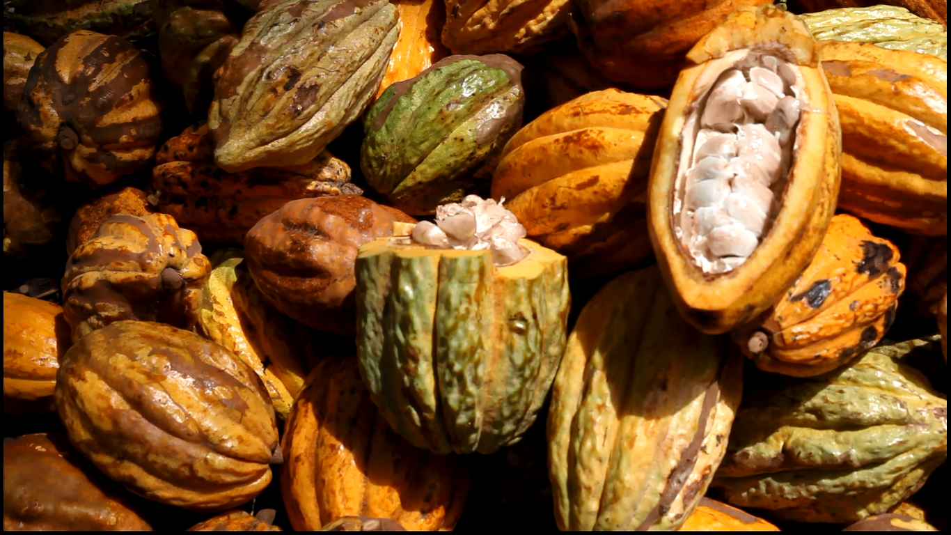 theobroma cacao butter 