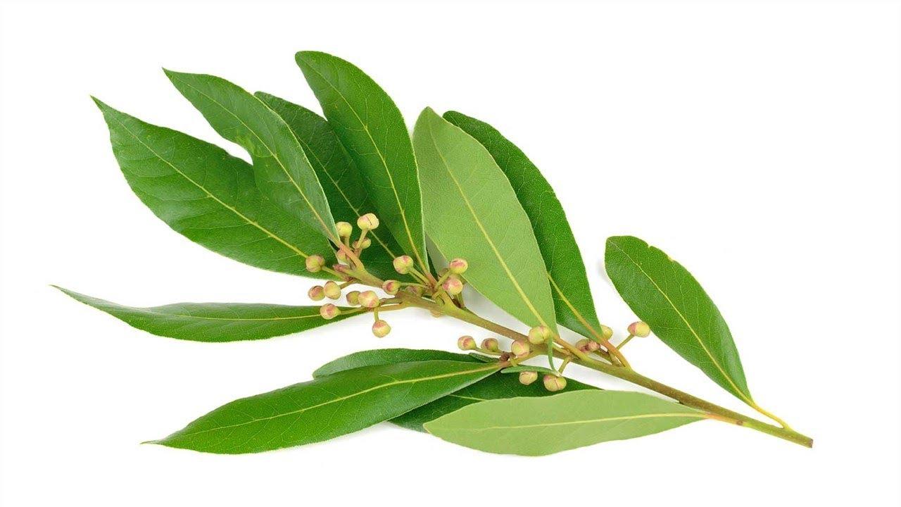 laurus nobilis oil