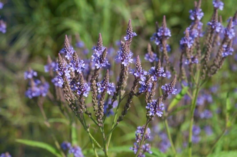 verbena officinalis