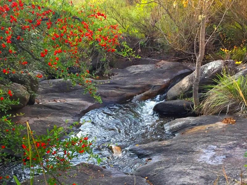 arroyo-las-tomitas-aguila-blanca-04.webp
