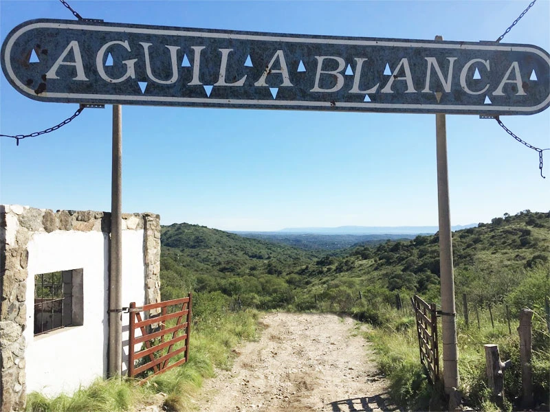 conoce-aguila-blanca-03.webp