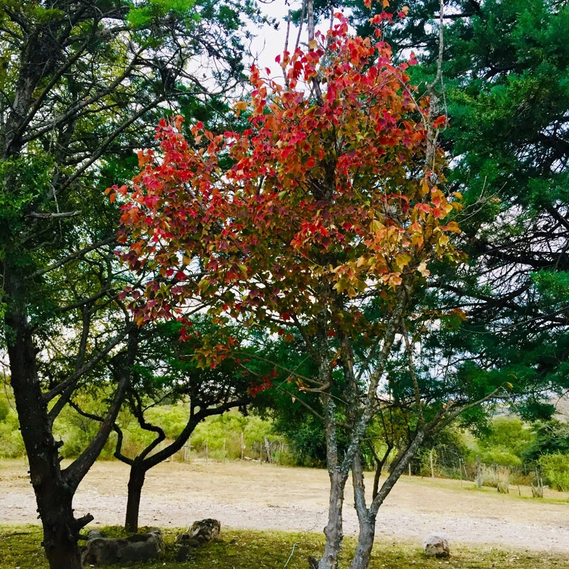 naturaleza-y-descanso-aguila-blanca-01.webp
