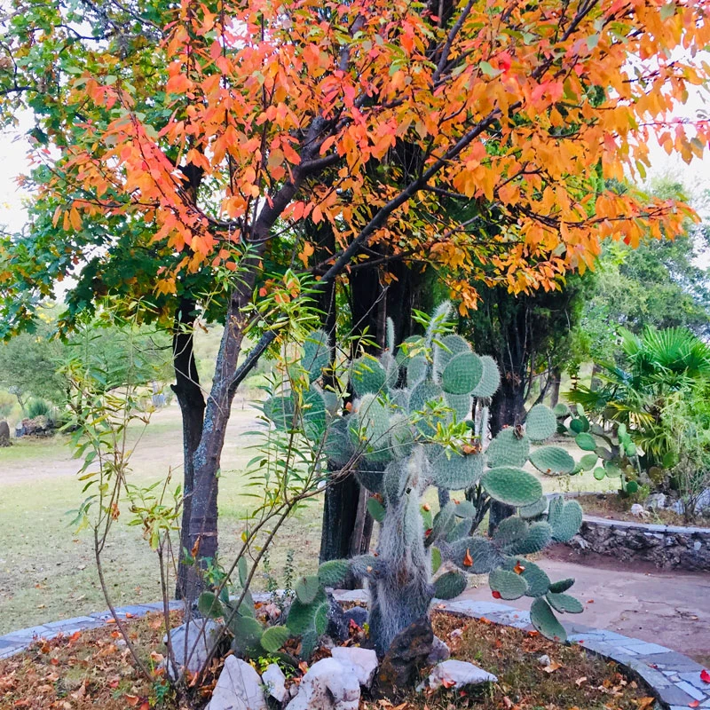 naturaleza-y-descanso-aguila-blanca-02.webp