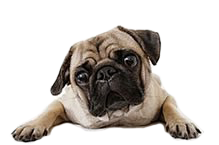 petbox