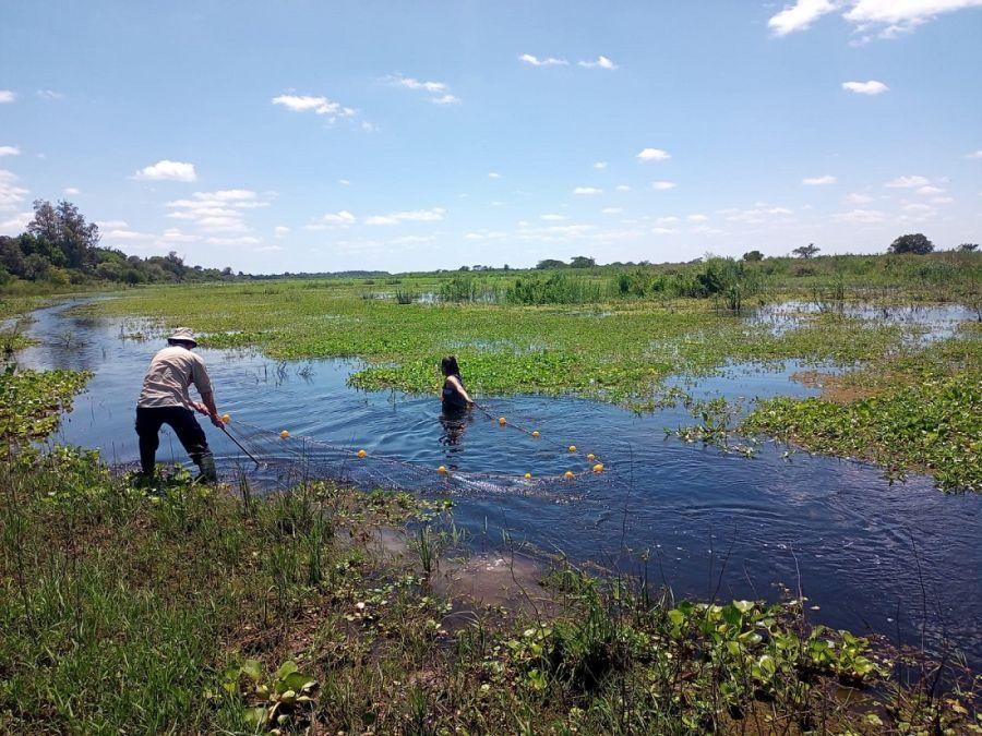 Ciencia ciudadana para conocer mejor la fauna ictícola del río Paraná
