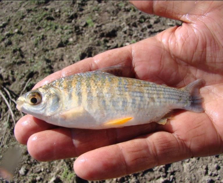 CAMPAÑA COLABORATIVA PARA RELEVAR PECES DEL RÍO PARANÁ
