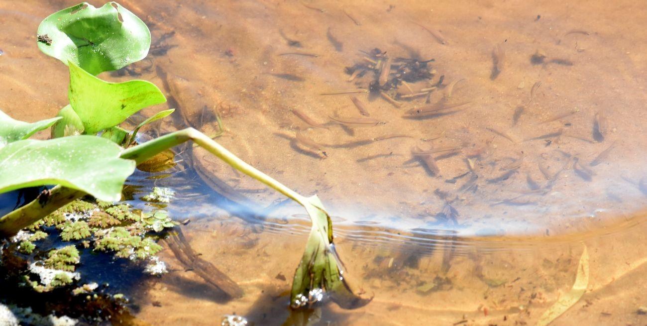 Estudian la respuesta ecológica de los peces ante la bajante prolongada que tuvo el río Paraná 