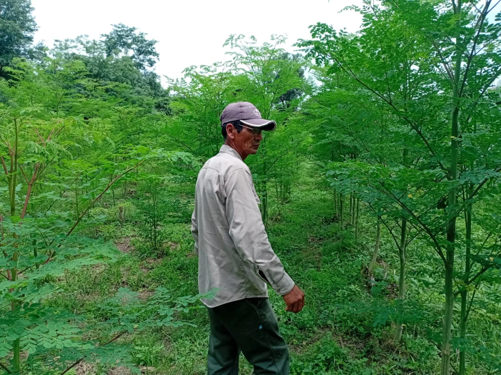 Productor recorriendo la plantación de moringa en las Yungas salteñas