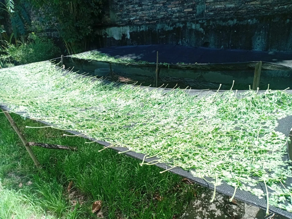 aRamas de moringa secando a la sombra sobre malla