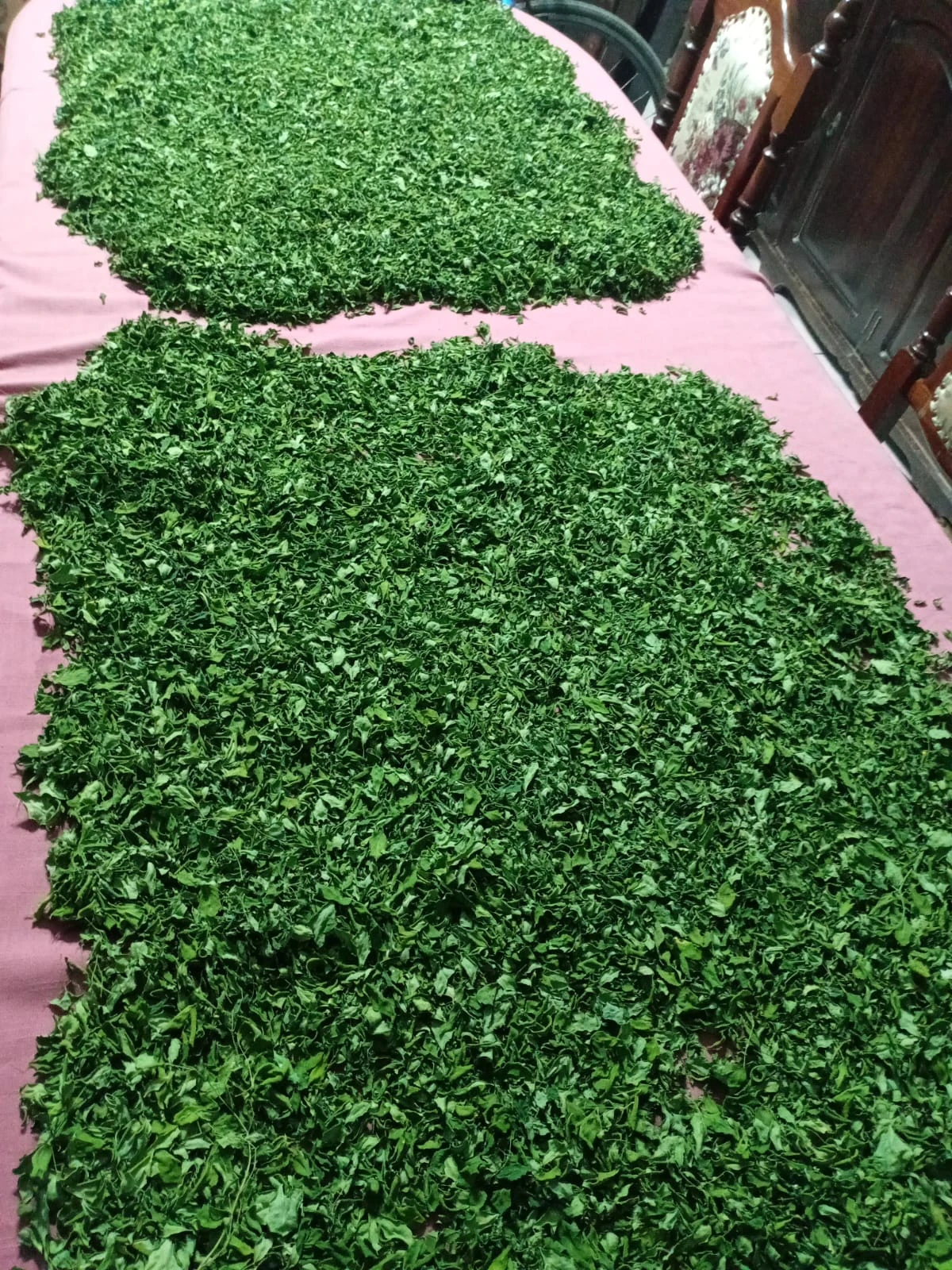 aHojas de moringa deshidratadas