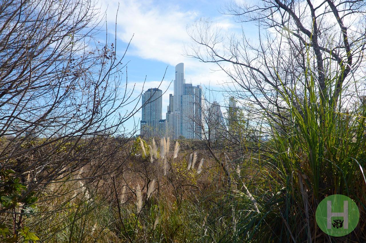 Un oasis en la ciudad llamado Reserva Ecológica Costanera Sur