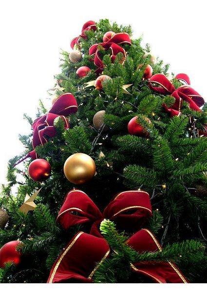 Arbolitos de Navidad para este 2015 y 2016 en Casa Arias - Cruz del Eje