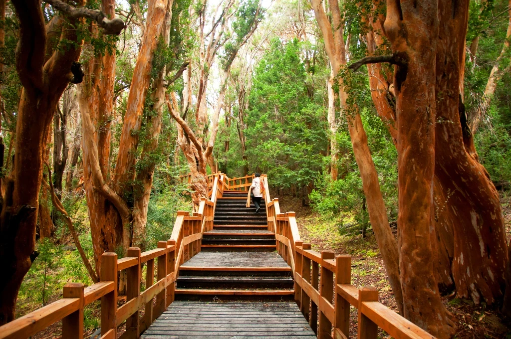 Isla Victoria y Bosque de Arrayanes: una experiencia imperdible