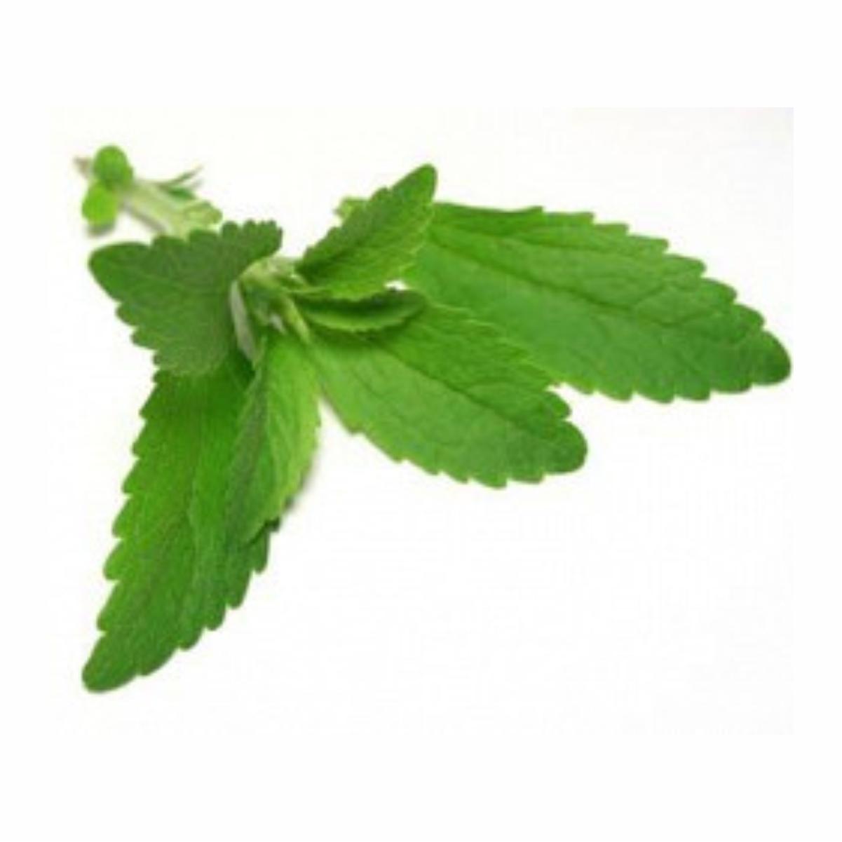 Hoja verde de Stevia