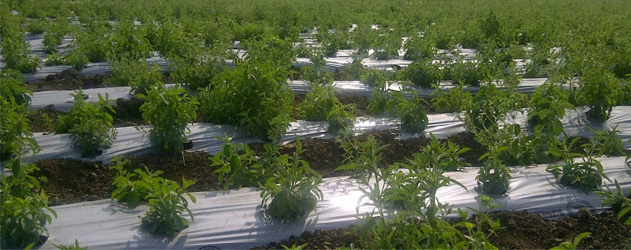 Plantacion