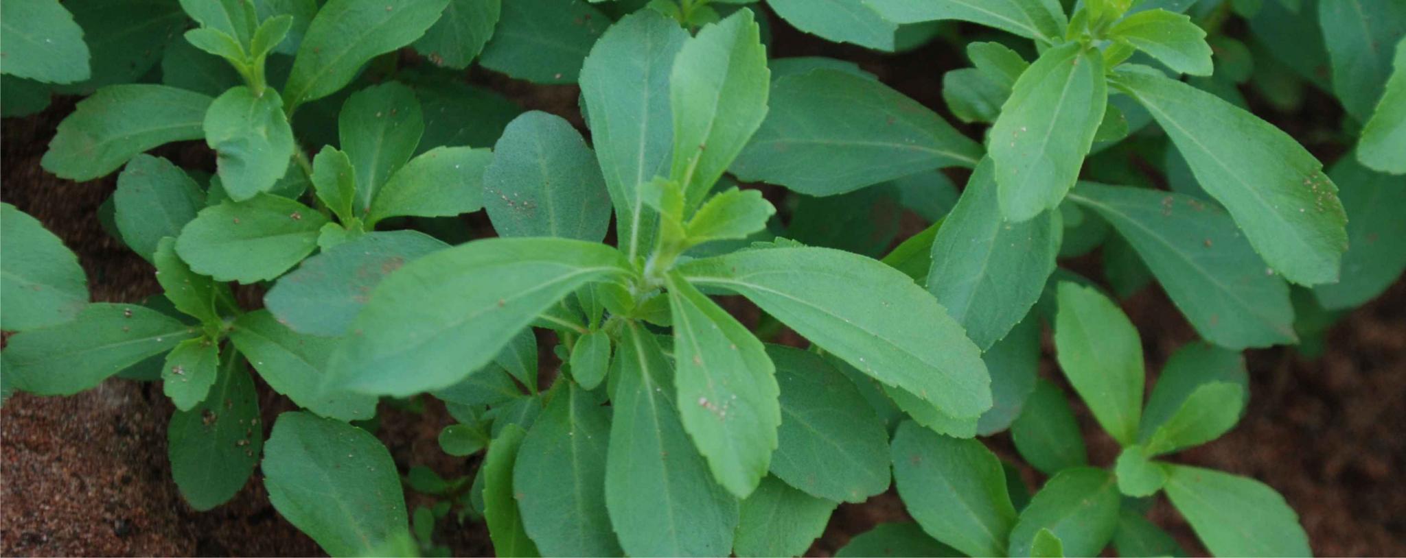 Planta Stevia 