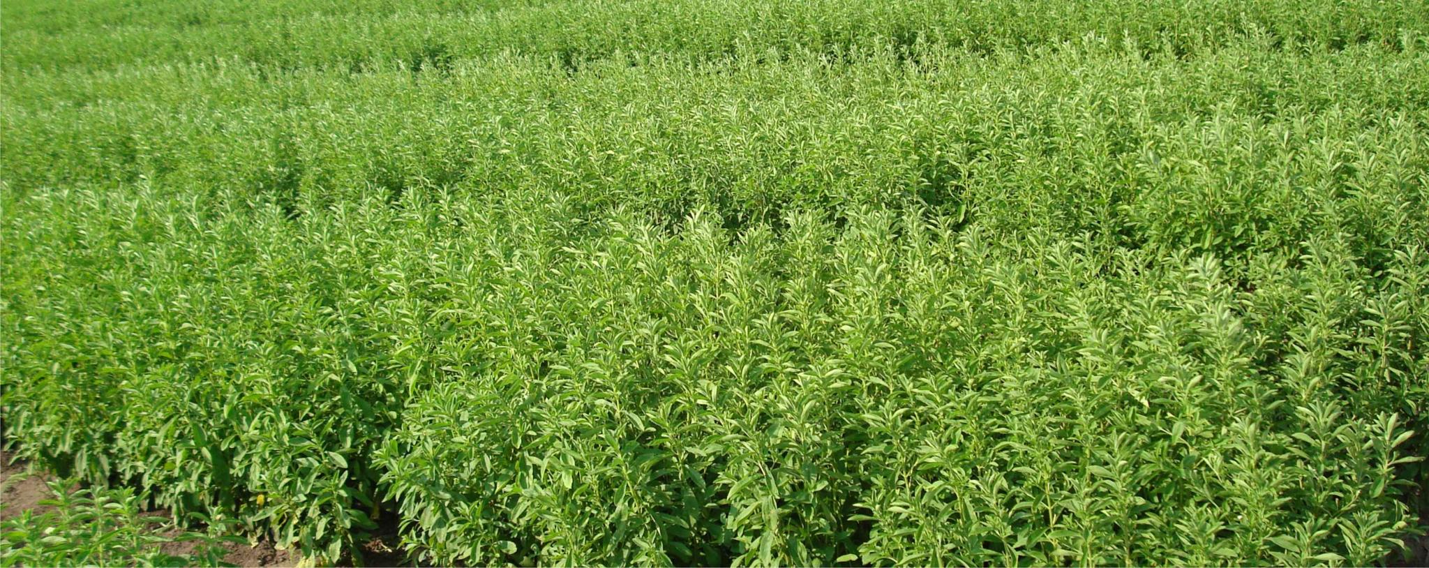 Planta Stevia