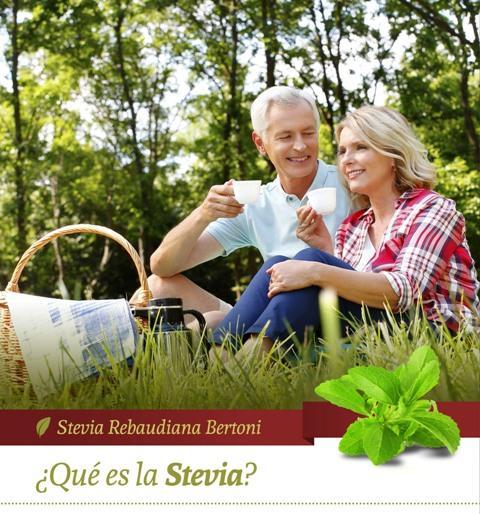 Stevia Rebaudiana Bertoni