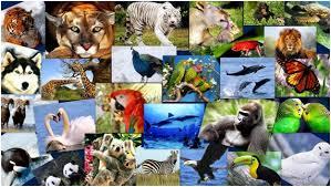World Environment Day 5 June
