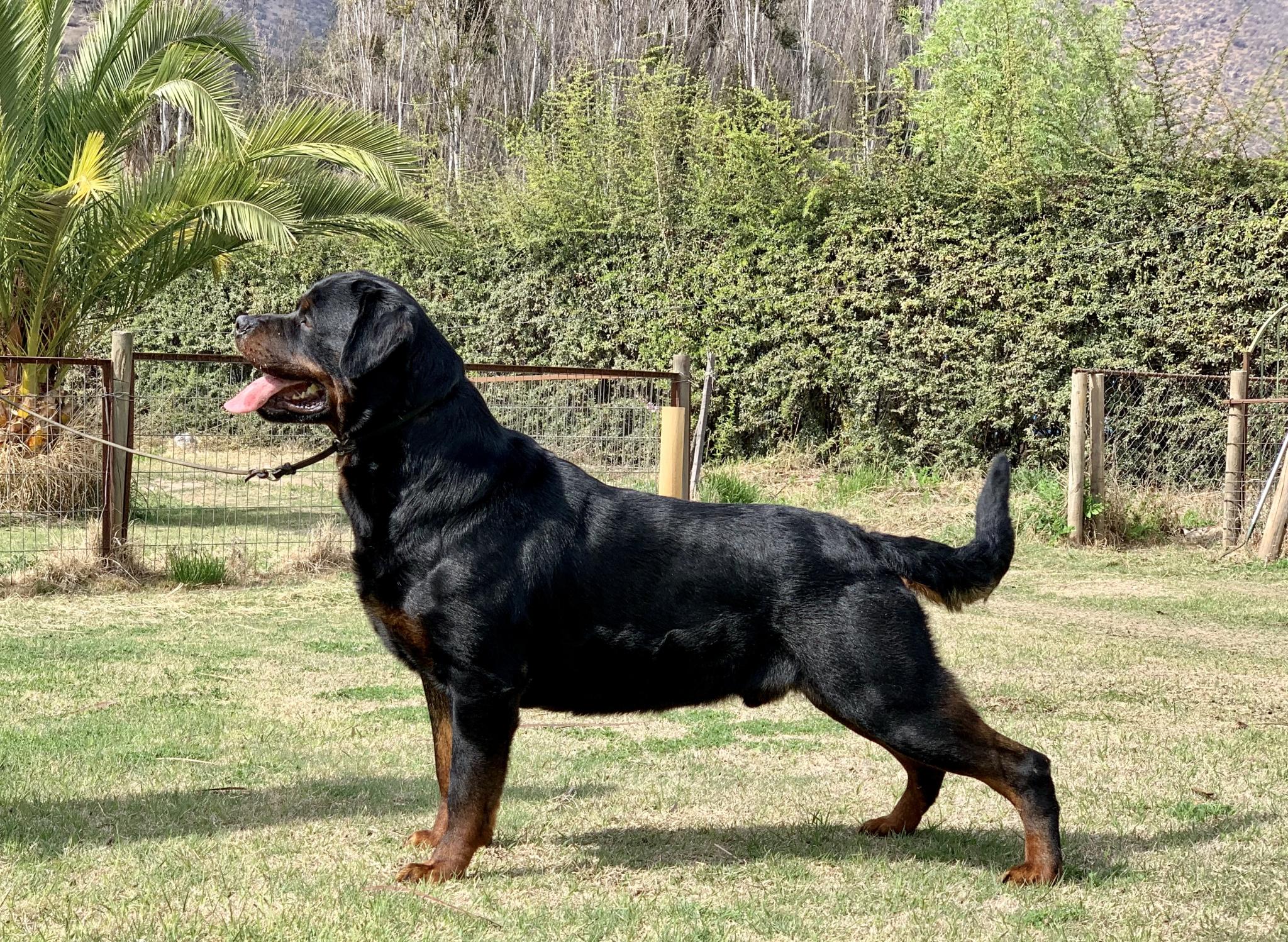 Machos, Criadero Rottweiler Chile