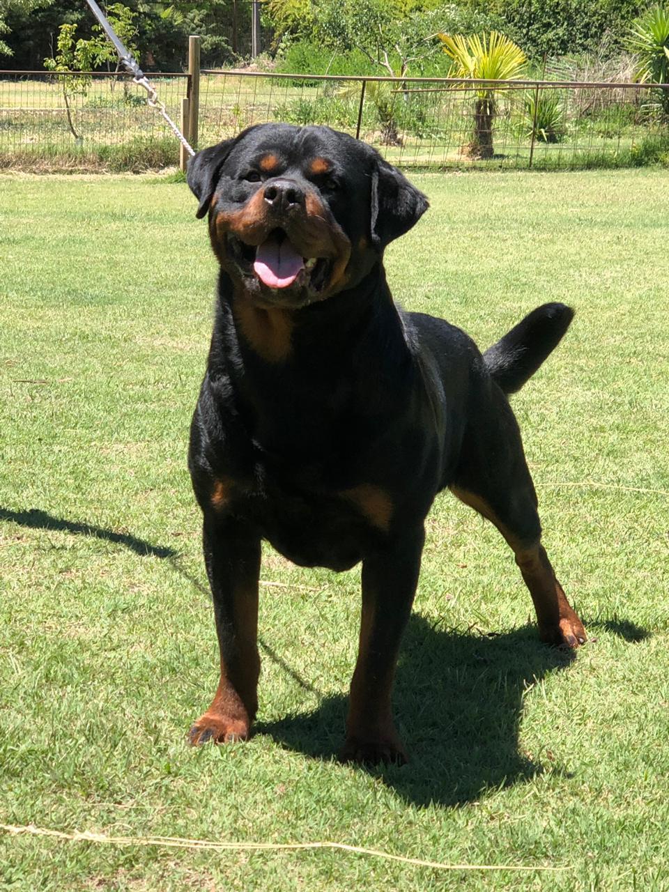 Machos, Criadero Rottweiler Chile
