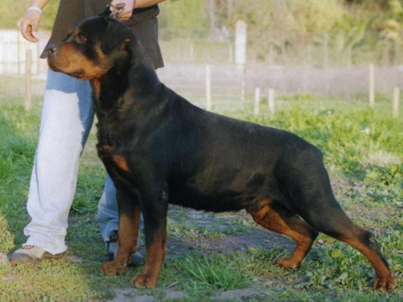 Criadero Rottweiler Chile