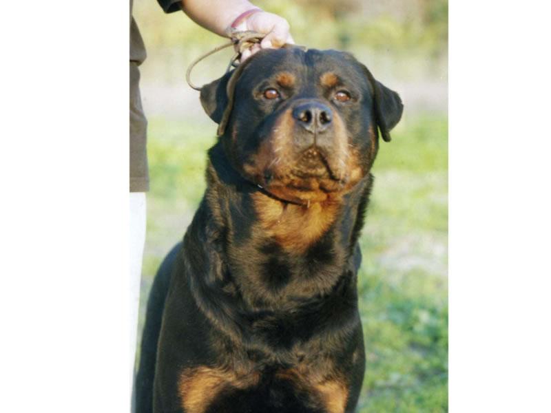 Criadero Rottweiler Chile