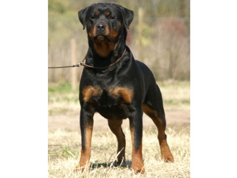 Criadero Rottweiler Chile