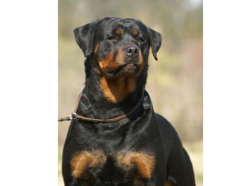 Criadero Rottweiler Chile