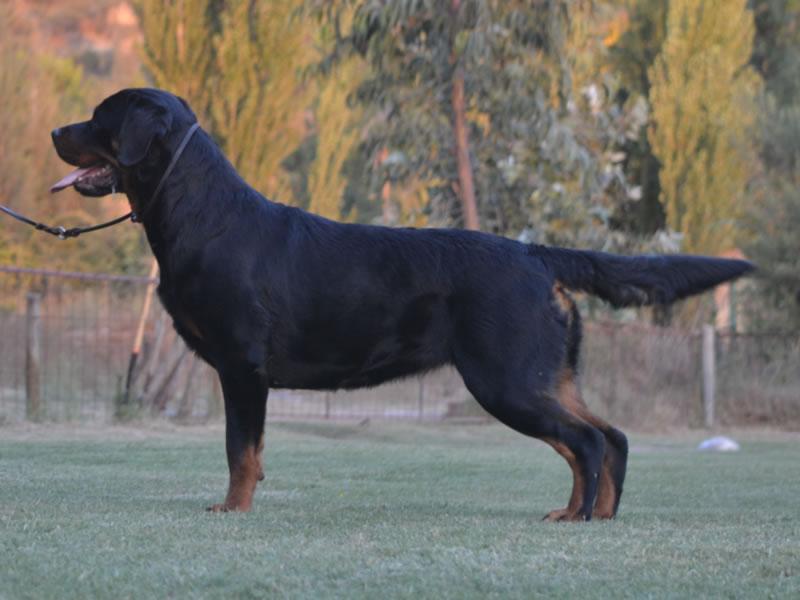 Hembras, Criadero Rottweiler Chile
