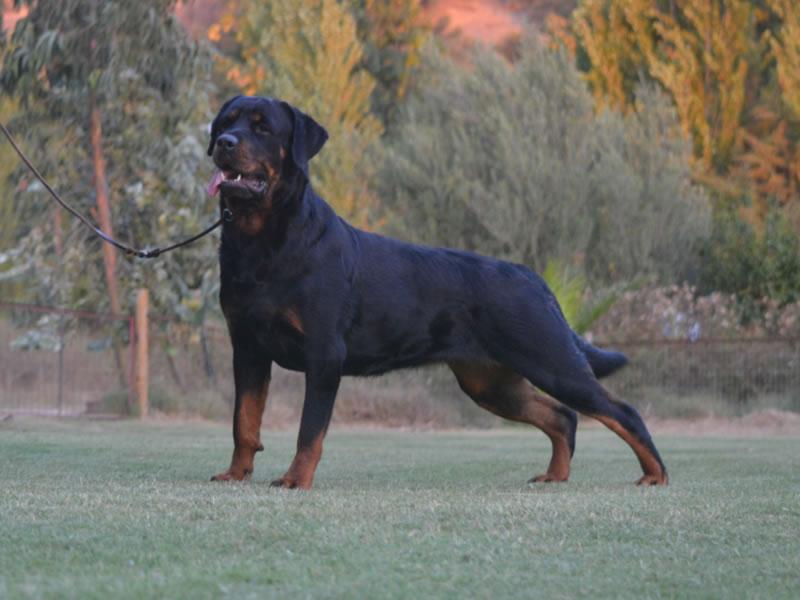 Machos, Criadero Rottweiler Chile