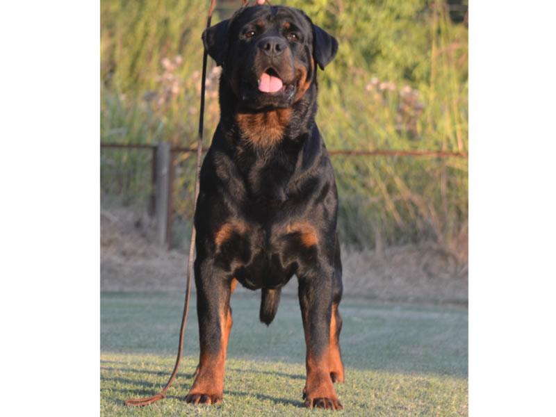 Machos, Criadero Rottweiler Chile