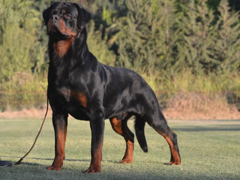 Machos, Criadero Rottweiler Chile