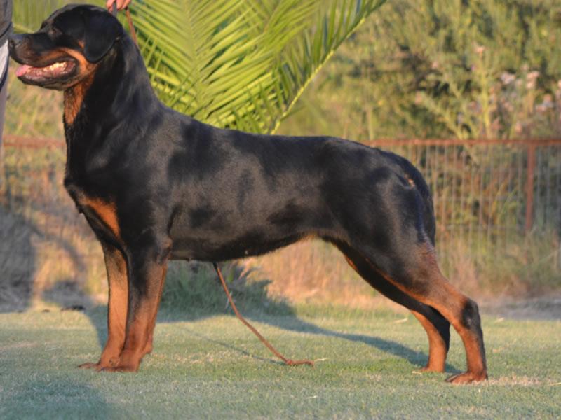 Machos, Criadero Rottweiler Chile