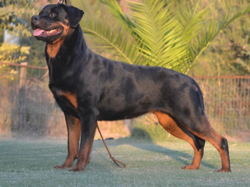 Machos, Criadero Rottweiler Chile
