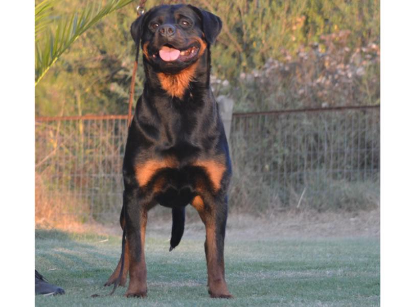 Machos, Criadero Rottweiler Chile