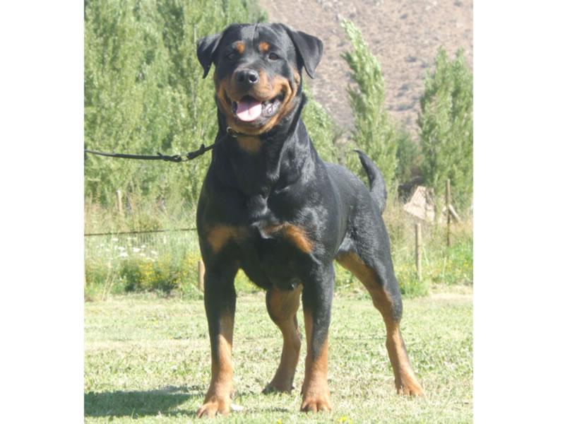 Criadero Rottweiler Chile
