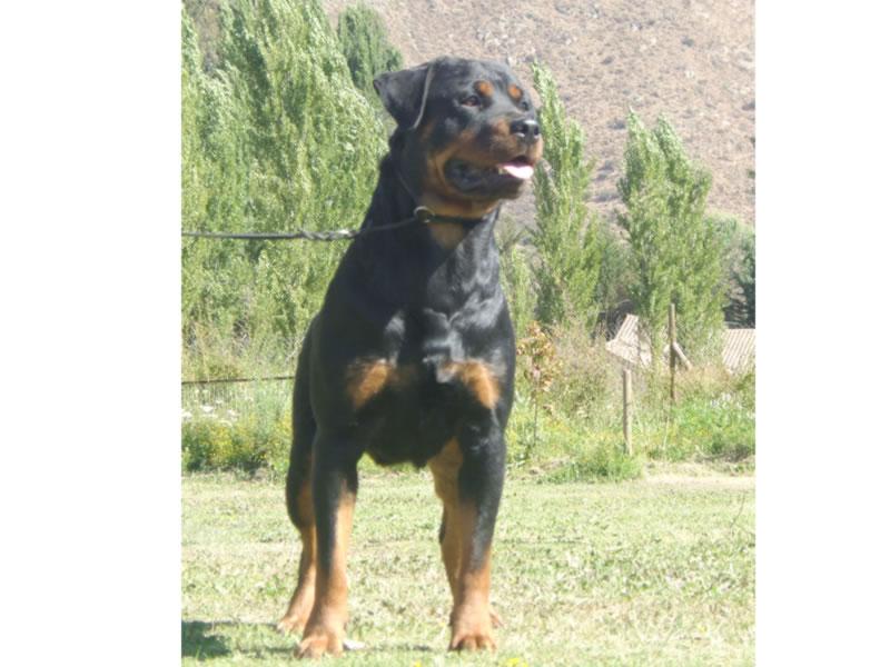 Criadero Rottweiler Chile