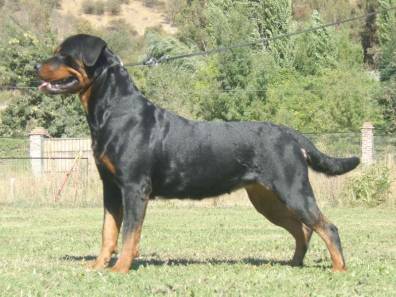 Criadero Rottweiler Chile
