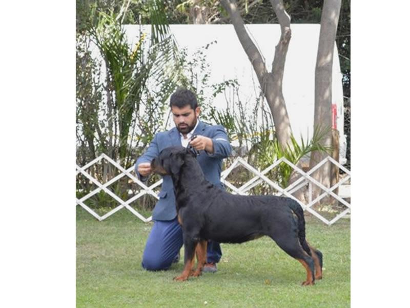 Machos, Criadero Rottweiler Chile