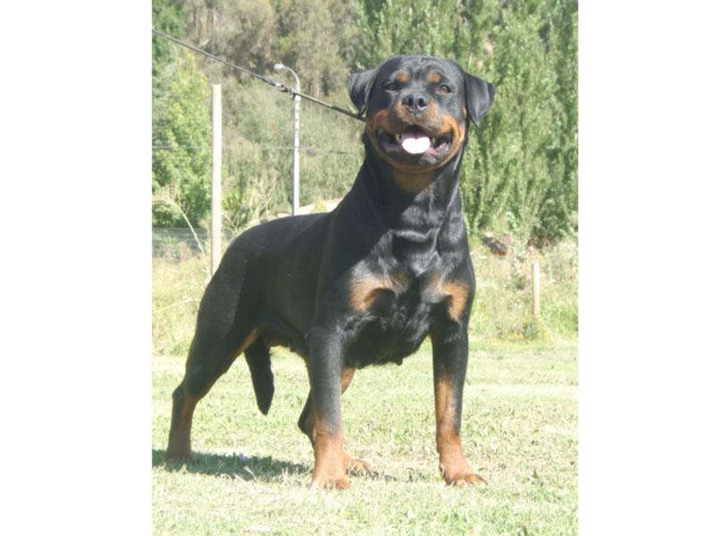 Criadero Rottweiler Chile