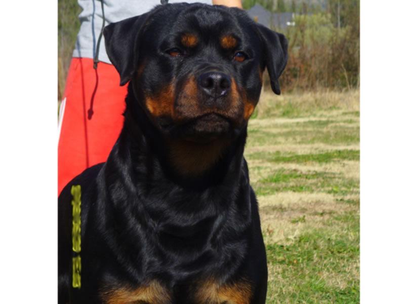 Criadero Rottweiler Chile