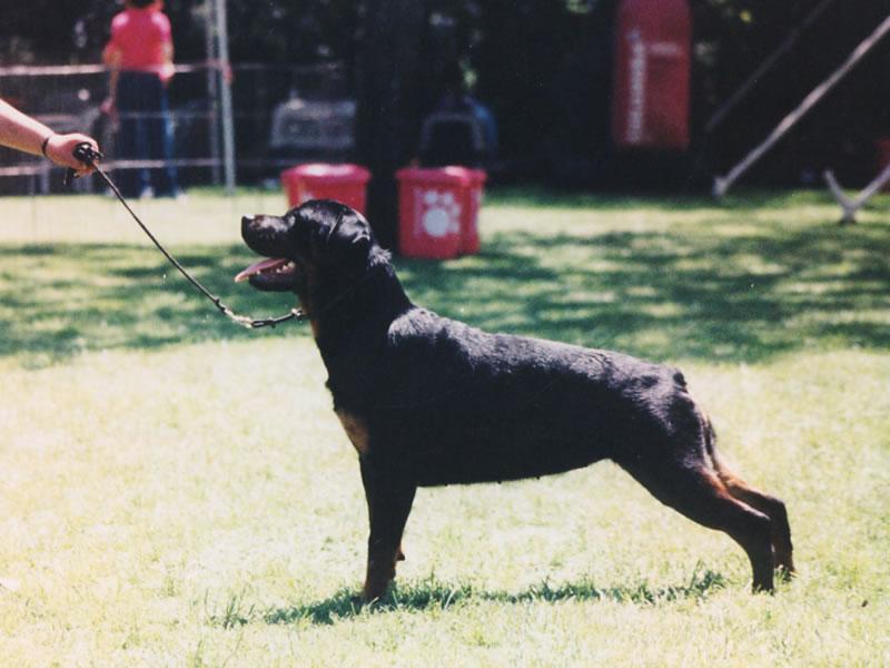 Criadero Rottweiler Chile