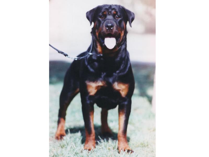 Criadero Rottweiler Chile
