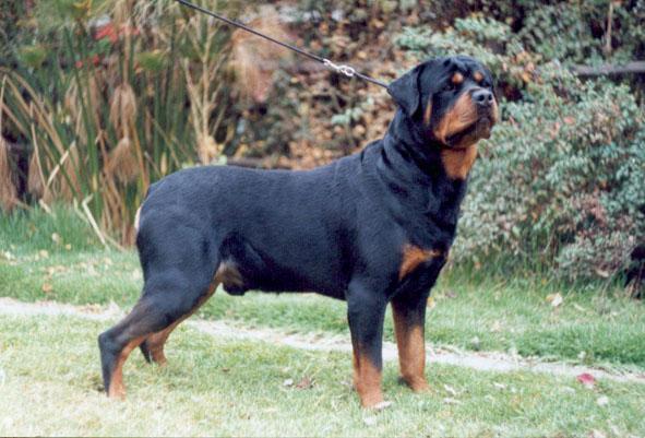 Criadero Rottweiler Chile