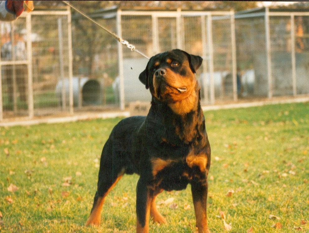 Criadero Rottweiler Chile